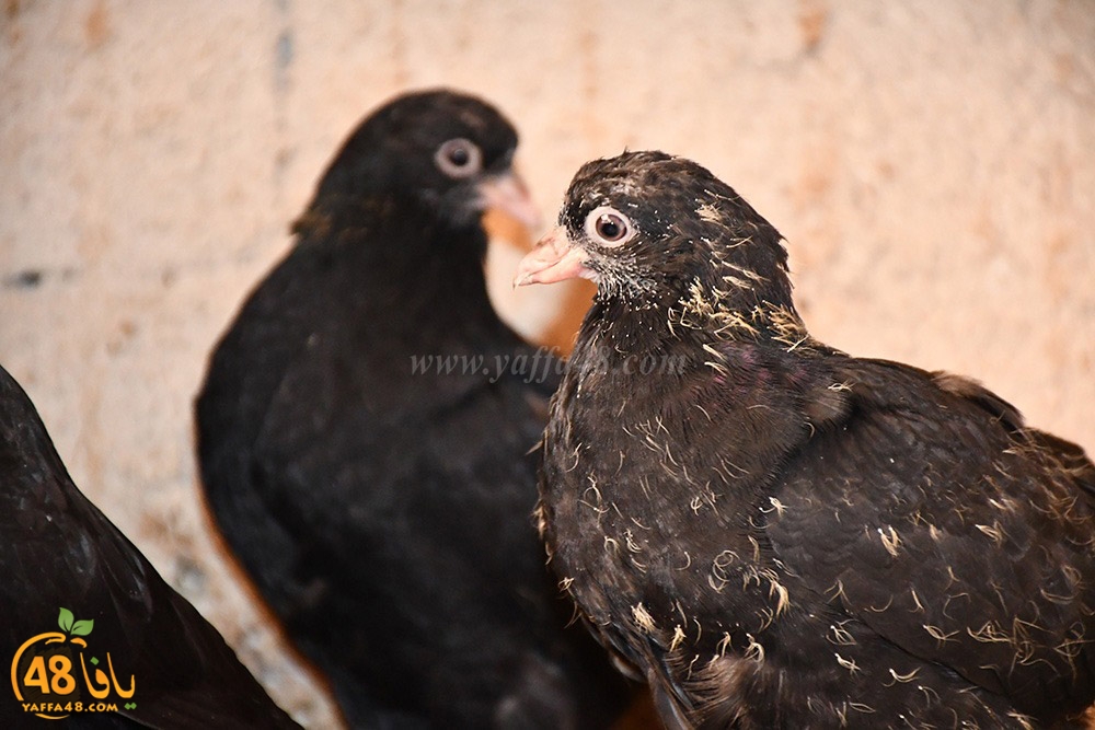 zohdi 3ashoor (30).jpeg